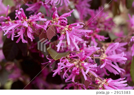 68145　トキワマンサク 2915383