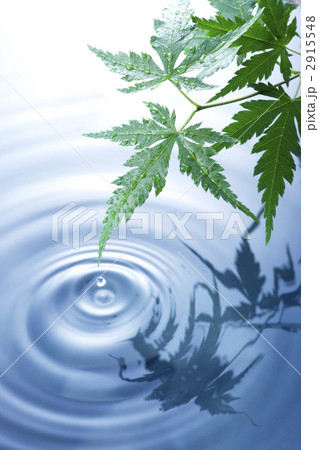 モミジと水面 2915548