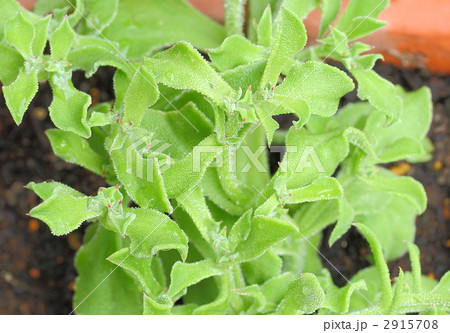 アイスプラント 2915708