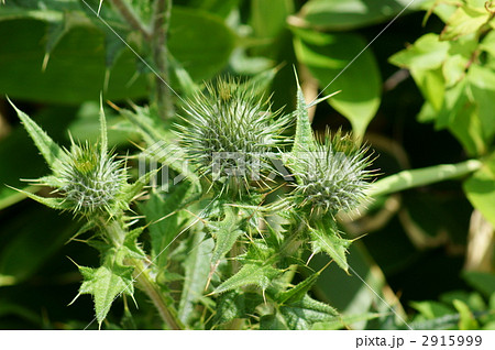 野薊　ノアザミと申します。 2915999