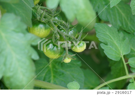 トマトの若い実　もうすぐ美味しくなります 2916017