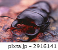 2916141