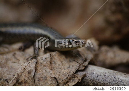 オガサワラトカゲ 2916390
