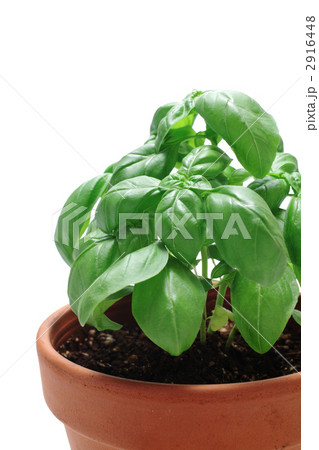 植木鉢に入ったバジル 2916448