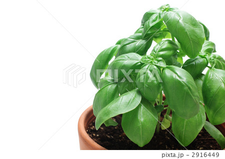 植木鉢に入ったバジル 2916449