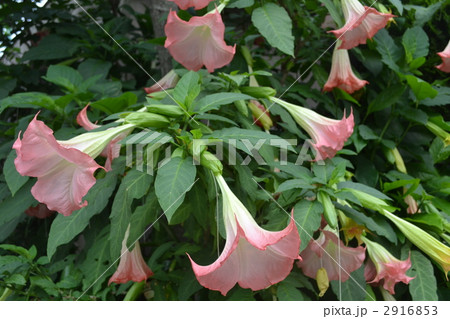 エンゼルストランペット(ナス科) エンゼルストランペット(ナス科) 2916853
