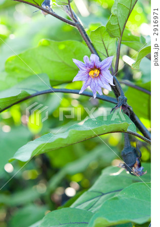 ナスの花 ナスの花 2916971
