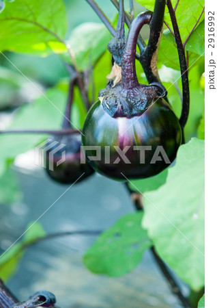 並んだ丸ナス 2916992