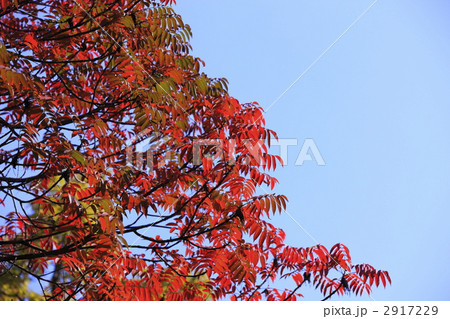 里山の秋 ハゼの木の紅葉の写真素材