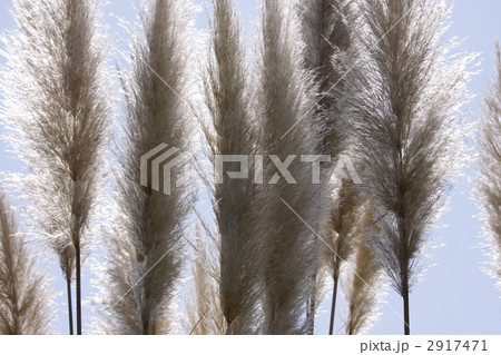 パンパスグラス 2917471