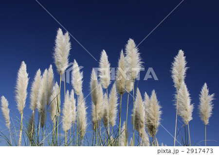 パンパスグラス 2917473