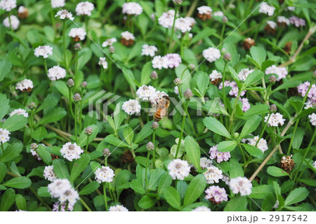 クラピアに西洋ミツバチ クラピアに西洋ミツバチ 2917542