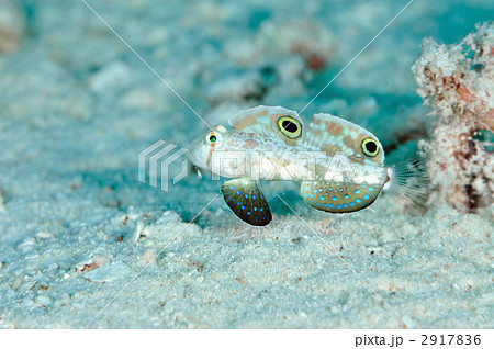 カニハゼ 2917836