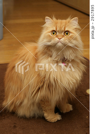 ペルシャ猫 レッドタビーの写真素材