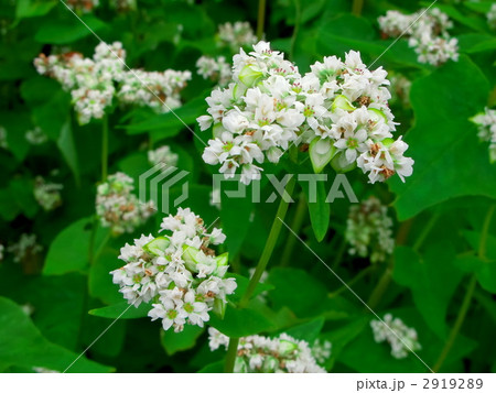 蕎麦の花 2919289