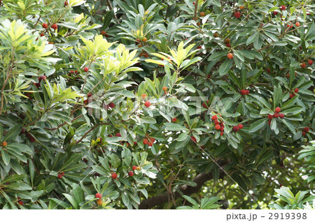 山桃の実 山桃の実 2919398