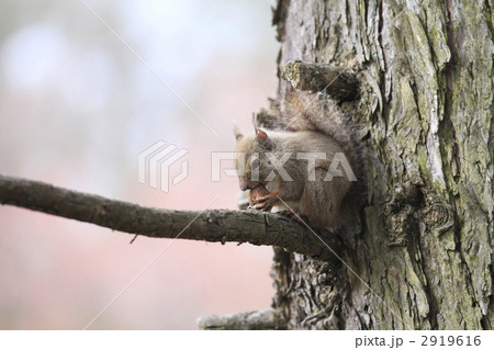 ニホンリス 2919616