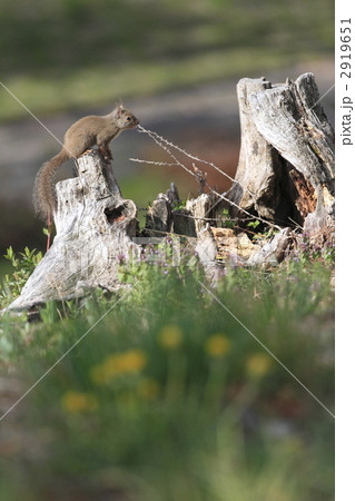 ニホンリス 2919651