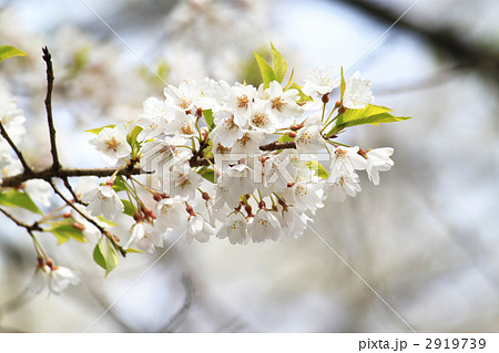 永養寺・薄墨桜の苗分け 2919739