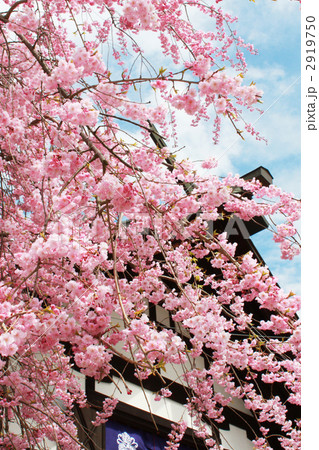 飛騨古川の太鼓蔵と桜 飛騨古川の太鼓蔵と桜 2919750
