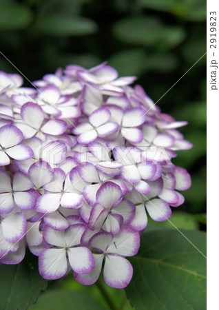 紫陽花　ジャパーニュ　ミカコ 2919823