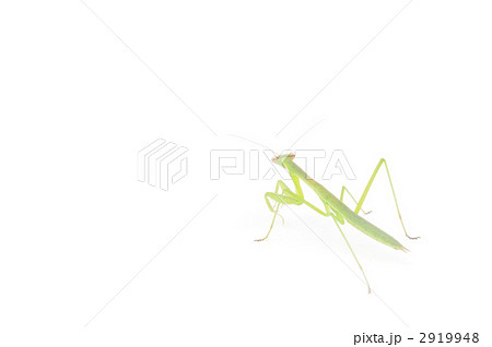 カマキリ 2919948