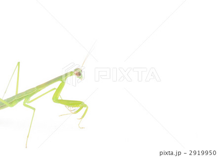 カマキリ 2919950