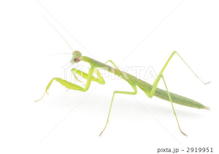 カマキリ 2919951