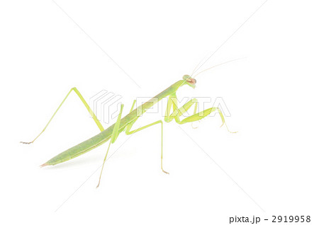 カマキリ 2919958