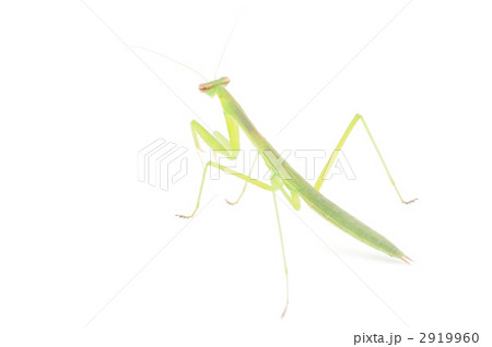カマキリ 2919960