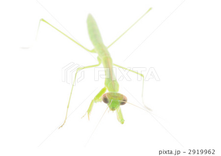 カマキリ 2919962
