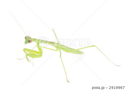 カマキリ 2919967