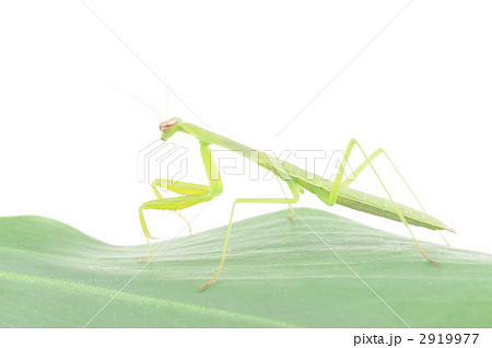 カマキリ 2919977