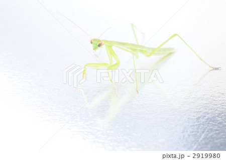 カマキリ 2919980