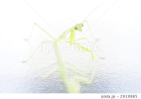 カマキリ 2919985
