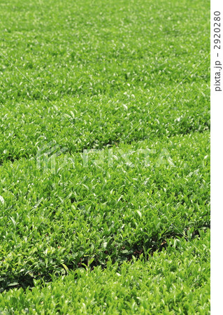 2番茶の茶畑 2920280