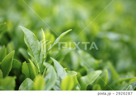 お茶の葉のアップ 2920287