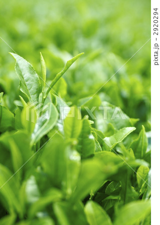 お茶の葉の新芽 2920294