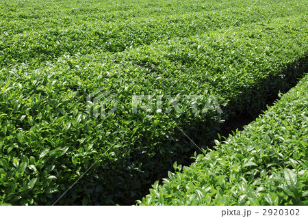 初夏の茶畑 2920302