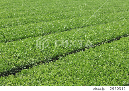 新芽の茶畑 2920312