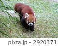 レッサーパンダ 2920371