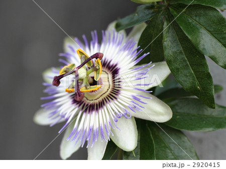 時計草の花 時計草の花 2920415