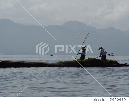 湖で働く人たち･水草採り（インレー湖／ミャンマー） 2920430