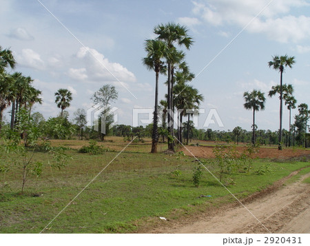 道路と灌木(バガン/ミャンマー) 道路と灌木(バガン/ミャンマー) 2920431