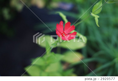 マツモトセンノウの紅の花横位置 2920577