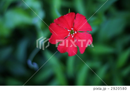 マツモトセンノウの紅の花横位置 マツモトセンノウの紅の花横位置 2920580