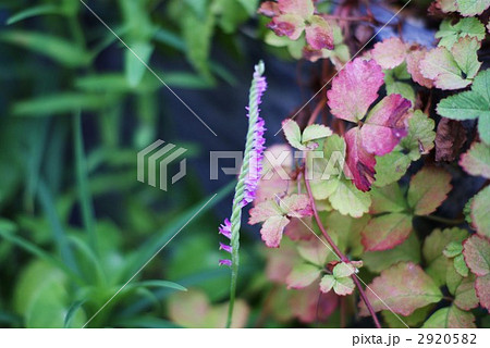 ツルキジムシロの紅葉とネジバナのピンクの花 2920582
