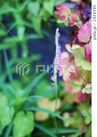 ツルキジムシロの紅葉とネジバナのピンクの花 2920585