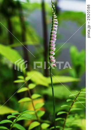 ネジバナのピンクの花 2920586