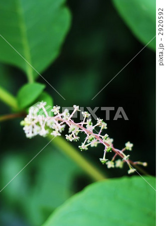 洋種ヤマゴボウの白い花と若い果実 2920592